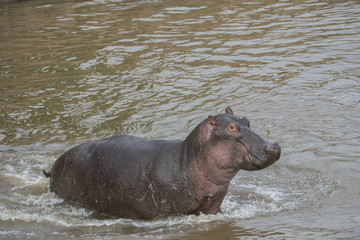 Flusspferd im Fluss