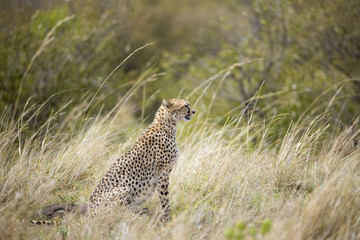 Gepardin haelt nach Beute Ausschau