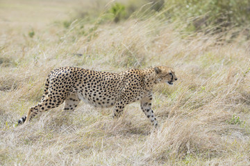 Gepardin streift durch die Savanne