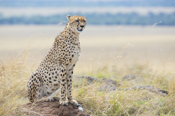 Gepardin haelt nach Beute Ausschau