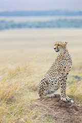 Gepardin haelt nach Beute Ausschau