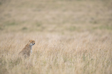 Gepard haelt nach Beute Ausschau