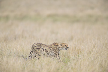 Gepard auf der Jagd 
