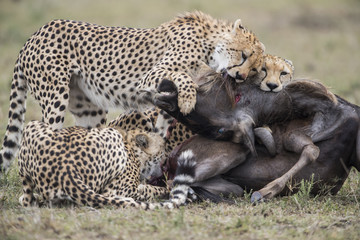 Geparden jagen ein Gnu