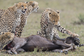 Geparden jagen ein Gnu