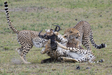 Geparden jagen ein Gnu