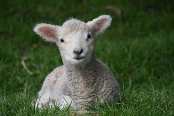 Lamb resting on Matiu Somes Island, New Zealand