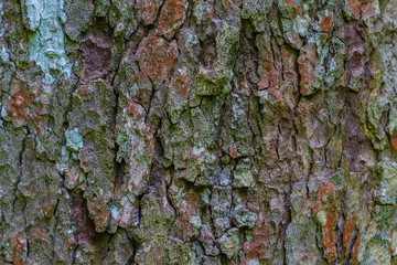 texture of bark wood