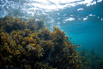 Scotland island, Hebrides