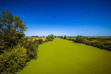 unusual green algae texture in river