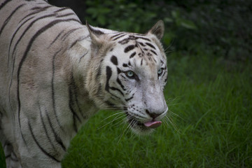 Plakat Royal bengal tiger