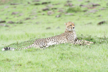 Fototapeta na wymiar Cheetah (Acinonix jubatus) lying down on savanna, Masai Mara, Kenya