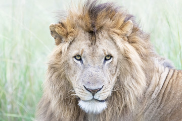 Fototapeta na wymiar Male lion (Panthera leo) portrait, Masai Mara, Kenya