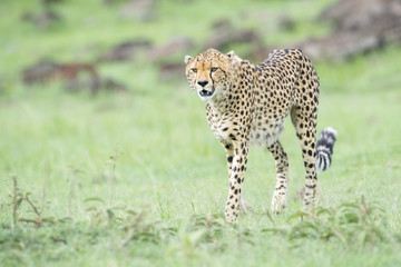 Cheetah (Acinonix jubatus) walking on savanna, Masai Mara, Kenya