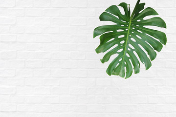 Tropical green leaf Monstera deliciosa, the split-leaf philodendron palm exotic plant isolated on white background, clipping path included. © Chansom Pantip