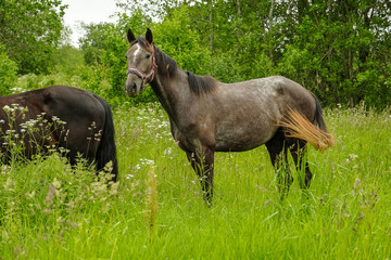 Naklejka premium graceful black horse in the field