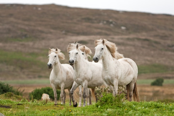 Obraz premium Coll island, Scotland, Hebrides
