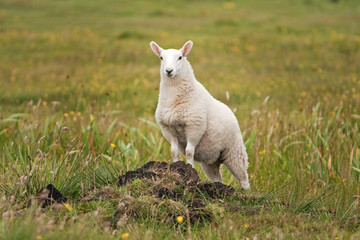 Obraz premium Coll island, Scotland, Hebrides