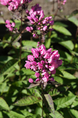 Phlox paniculata butonik purple flowers with green 