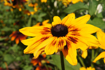 Rudbeckia hirta or black-eyed-Susan yellow and red flower with green