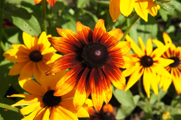 Obraz premium Rudbeckia hirta or black-eyed-Susan yellow and red flowers with green