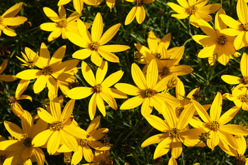 Naklejka na ściany i meble Coreopsis zagreb or threadleaf coreopsis or tickseed golden many yellow flowers with green