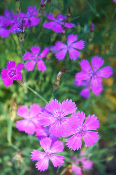 Dianthus deltoides or maiden pink many pink flowers with green close up