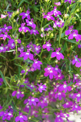 Lobelia ampel purple flowers with green vertical