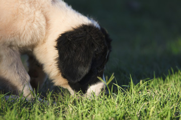 landseer dog puppy water work playing