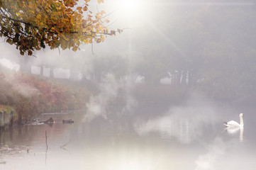 Autumn lake with swan