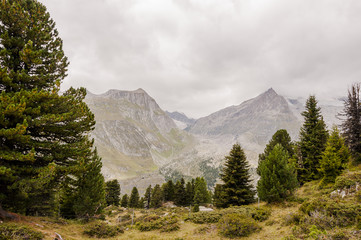 Riederalp, Riederfurka, Aletsch, Aletschwald, Aletschgletscher, Beichgletscher, Fussh&ouml;rner, Wanderweg, H&ouml;henweg, Moosfluh, Sommer, Wallis, Alpen, Schweiz