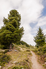 Riederfurka, Moosfluh, Hohfluh, Aletsch, Aletschwald, Aletschgletscher, Höhenweg, Wanderweg, Wallis, Walliser Berge, Alpen, Sommer, Schweiz