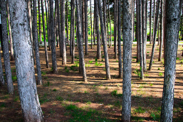 Forest against the light