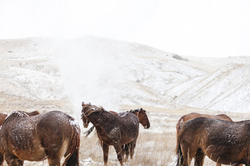 Horses are freezing in a snowy field in Snowstorm