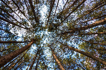 Forest against the light