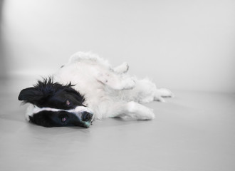landseer dog white background