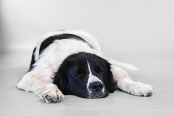 landseer dog white background