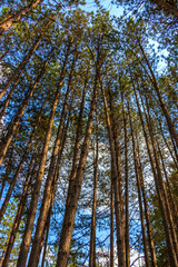 Obraz premium Forest against the light