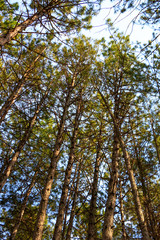 Forest against the light