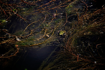 The frog in the water