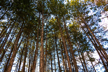 Forest against the light