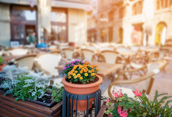 Decorative chrysanthemum flowers in the brown pot on blurred background outdoor street cafe at dawn.