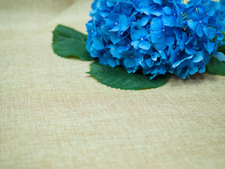 large blue flower on a light background