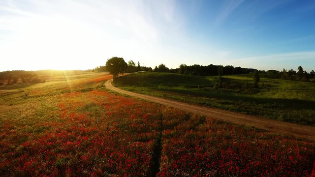 Poppy field at sunrise - aerial view 