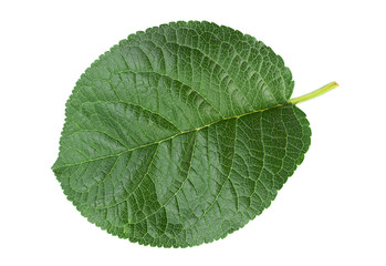Obraz premium Closup plum leaf on white