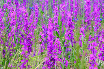 Fototapeta premium Natural landscape