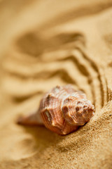 shells on the sand
