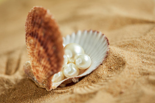 shells on the sand