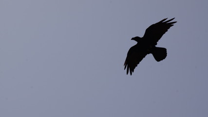 Rabe am Himmel