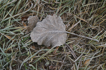 leaves covered with hoarfrost